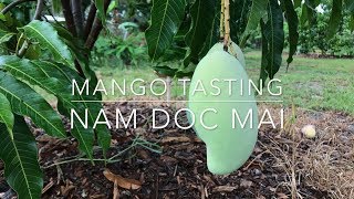 Nam Doc Mai Mango Tasting - Florida Home Grown Mango Fruit