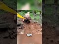 a little help a big gratitude the emotional moment of an elephant escaping the pit 🐘❤️ shorts