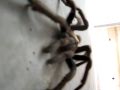 large arizona house spider