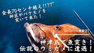 全長70センチ越え！？神津島遠征初日から師匠がバケモノ突いてきた！そして噂の巨大海亀と遭遇、、、？？【魚突き】