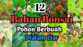 Mengenal 12 Jenis Bahan Bonsai Dari Buahnya