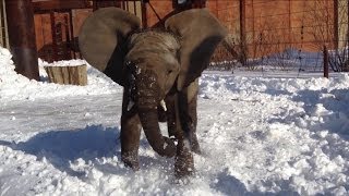 Lucas the elephant calf plays in snow