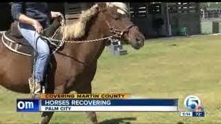 Horses Recovering