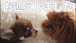 可愛いチワワの子犬をお迎え！トイプードルのくるみ緊張のご対面の瞬間☆