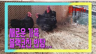 새로운 가족 블랙코친반탐...+,-,*,/?(New Family Black Cochin Van Tom)