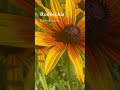 rudbeckia and friends 🌿 rudbeckia hirta gardenplants flowers coneflower garden nature