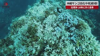 【速報】沖縄サンゴ白化や死滅9割   白化した石西礁湖のサンゴ