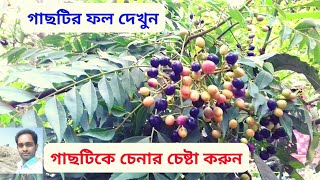 এই ফল দেখে চেনার চেষ্টা করুন কারিপাতা গাছ কে। কারিপাতা গাছ। curry leaf plant, @তুষারেরবাগান