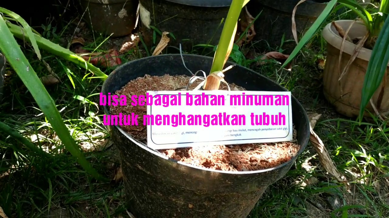 Jenis Dan Manfaat Tanaman Obat Keluarga - YouTube