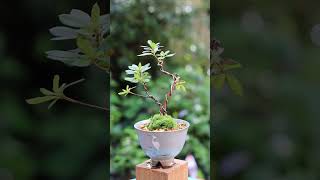 October Satsuki cuttings teacup mini bonsai #bonsai #盆栽 #ミニ盆栽