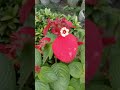 red mussaenda flower নাগবল্লী ফুল। viral trending flower ytshorts viral2023shorts