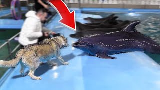 HUSKY MEETS DOLPHIN FOR THE FIRST TIME! (Watch What Happens)