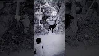 Wolf in Village #wolfsounds #relaxinwolf #animals #wolf #wolfsong #forest #shorts