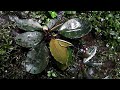 bucephalandra sp