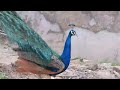 black cuckoo u0026 peafowl bird sounds peacock noise calls 4k