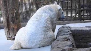 しろくまピースのプール遊び終わりの様子。とべ動物園にて。