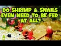 Do You Even Need to Feed Pet Shrimp Or Snails at All?  What if I Go On Vacation? How to Feed Them.