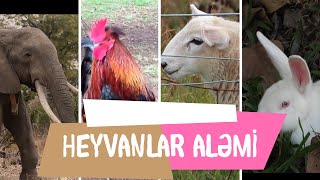 Heyvan səsləri, Heyvanlar aləmi uşaqlar üçün (Azərbaycan dilində)