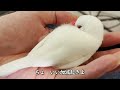 【文鳥】とっても時間泥棒な文鳥さん