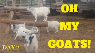 How we start Goats Return _ Compilation Videos