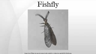 Fishfly