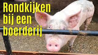 Rondkijken bij de varkens op een boerderij