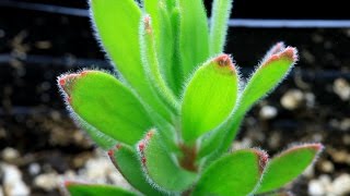 How to germinate from seed and grow protea, leucospermum, leucadendron and mimetes.
