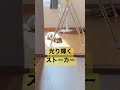 決して近くには寄らない。光り輝くストーカー犬 shorts ミニチュアダックス わんこ 犬