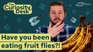 Where Do Fruit Flies Come From, And Are You Eating Them? | The Curiosity Desk