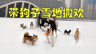 河南暴雪来袭，趁机带狗狗上雪地里撒欢，狗狗们开心的像个孩子【马桶的逗比狗生】