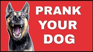 Funny Sound To Prank Your Dog ( LAUGH HARD )