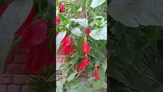 Wax Mallow |Sleeping Hibiscus |Flower collection Easy Plants to grow| Short video|#agnatha#wednesday