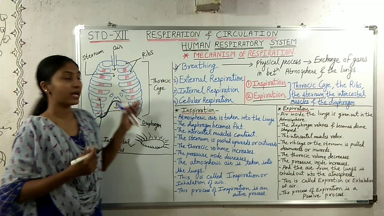 |Std-12th|Biology|8.Respiration & Circulation|Mechanism Of Respiration ...