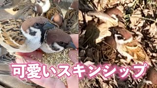 【求愛💕】春スズメちゃんたちの不思議なスキンシップ ３連発！【Sparrows love skinship】