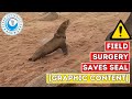 Field Surgery Saves Seal [Graphic Content]