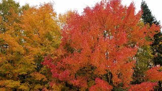 加拿大旅遊5-阿岡昆省立公園(Algonquin Provincial Park)20181007