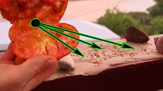 How to Save Tomato Seeds With the Fermentation Method: Easy!