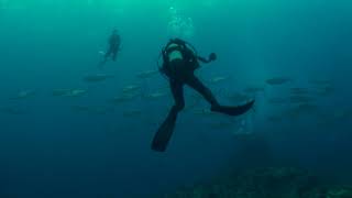 2018 6 2 沖縄　粟国島　筆ん崎　イソマグロの群れ！！