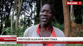 Agabuutikidde:  Omutuuze alumbiddwa abavubuka ba kawuula nebatema emiti gye egya Payini. Alajaana