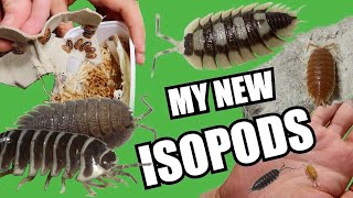 PET UNBOXING VIDEO | 13 NEW ISOPOD SPECIES