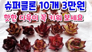 요즘 핫한 다육이 슈퍼클론 저렴하게 사서 키우기🤩10개 3만원 블랙다육이가 인기 Succulent Succulents Echeveria Superclone 多肉植物 택배언박싱