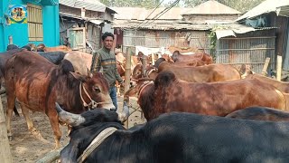 @ শনিবার ১ মার্চ২৫|| কিনে নেওয়া ফেনীর খামারীর কুরবানির টার্গেটের ষাঁড় গরু দিনাজপুরের কাহারোল হাটে|