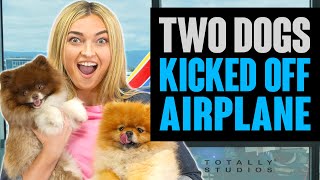 DOGS SNEAK onto AIRPLANE. Will They Be Kicked Off? Totally Studios.