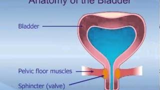 Conservative Treatments for Overactive Bladder (OAB)