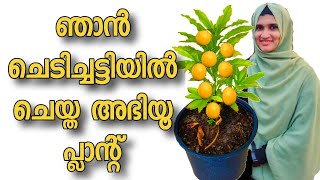 ഞാൻ ചെടിച്ചട്ടിയിൽ ചെയ്ത അബിയു പ്ലാന്റ് | ABIU Fruit in kerala  | ABIU FRUIT GROWING TIPS