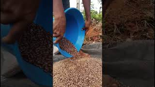 பல தானியம் விதைப்பு #farmer #organicfarming #viral