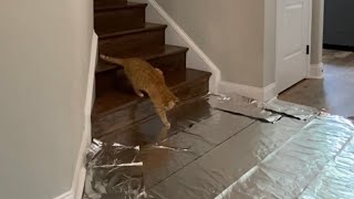 Do Cats Hate Aluminum Foil? (TEST)