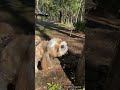 ペロペロしてるお顔が可愛すぎる🐶 dog 可愛い シーズー 犬 shihtzu 시츄