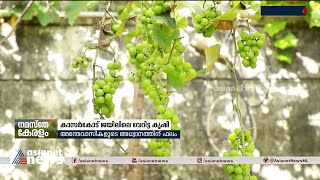 കാസർകോട് ജയിലിലെ വേറിട്ട കൃഷിക്കാഴ്ചകൾ | Grape Cultivation | Kasaragod