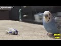 Funny Birds Imitating Electronic Sounds - Parrots Mimic Alarm, Ringtone and More Compilation 2017